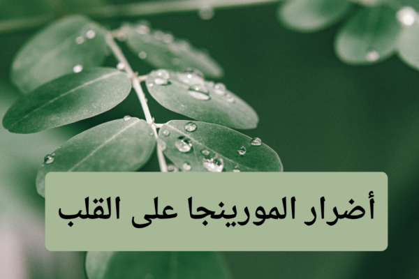 أضرار المورينجا على القلب