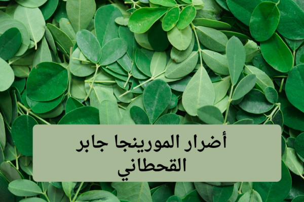 أضرار المورينجا جابر القحطاني