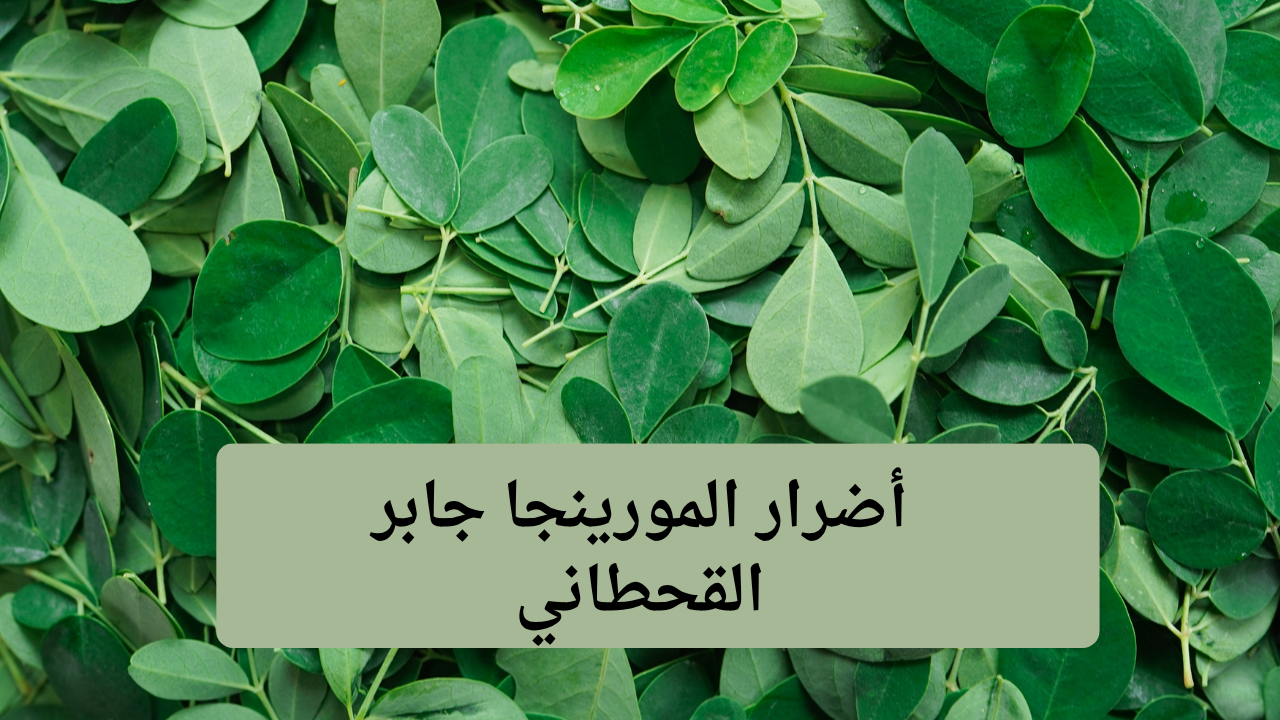 أضرار المورينجا جابر القحطاني