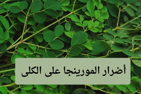 أضرار المورينجا على الكلى
