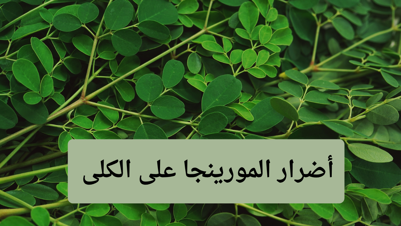 أضرار المورينجا على الكلى